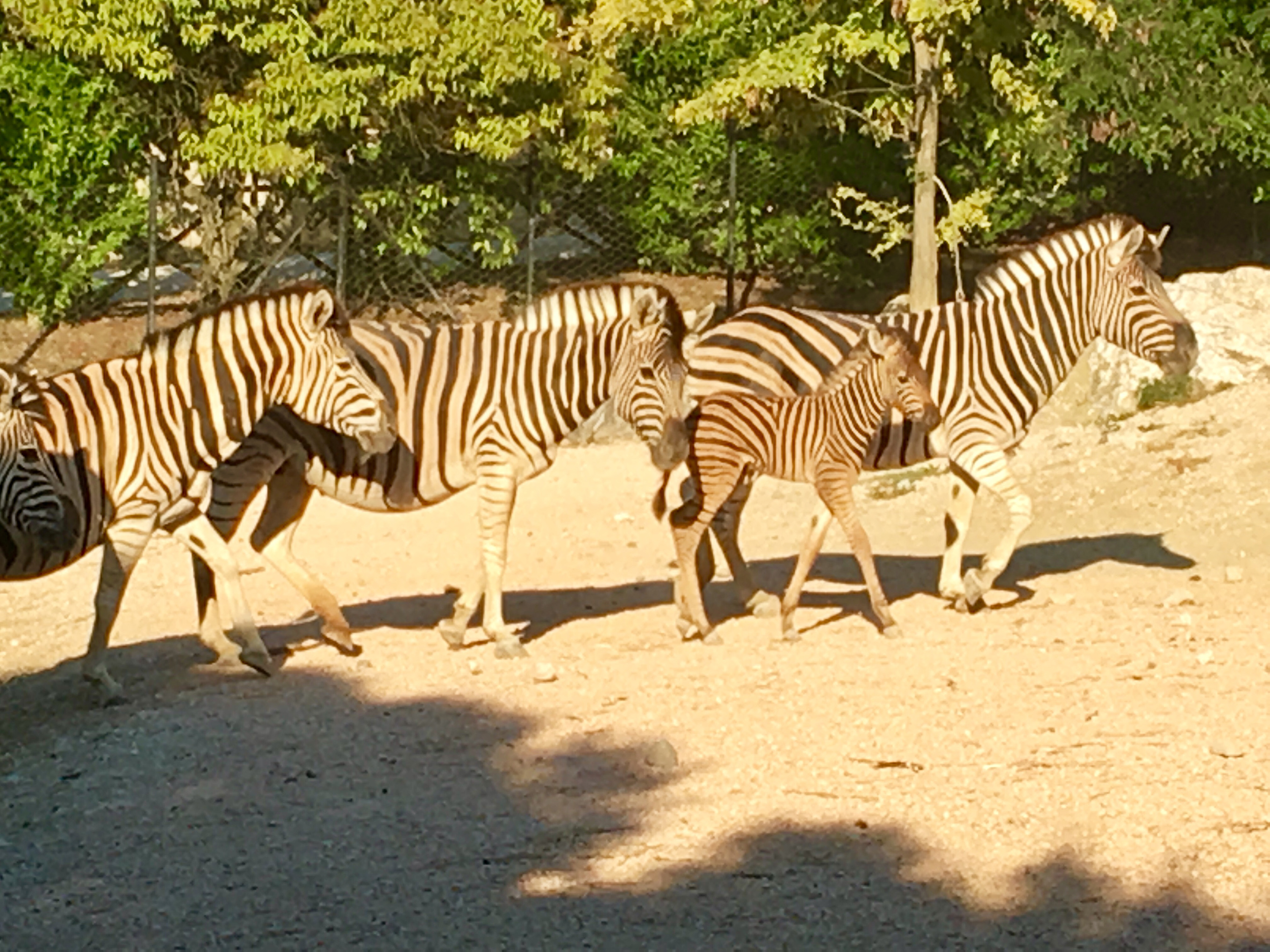 Cucciolo-di-Zebra-Zoo-Falconara