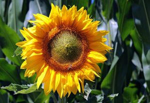 sun-flower-3540266_960_720-300x205