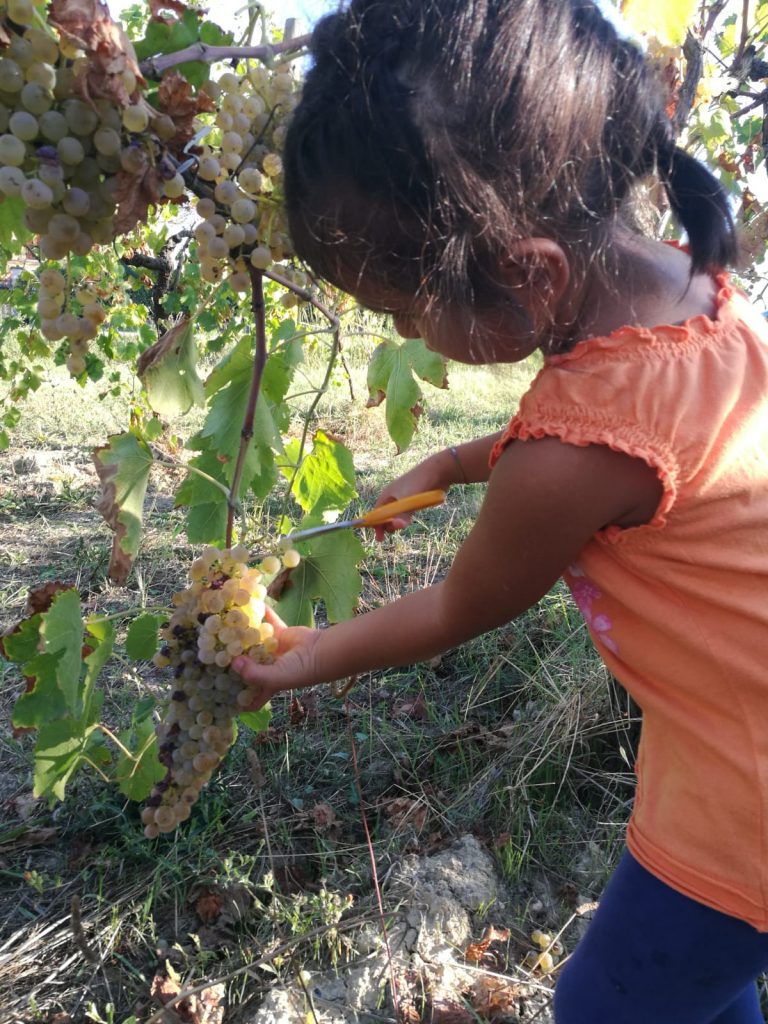 vendemmia_genitorifigli-10-768x1024