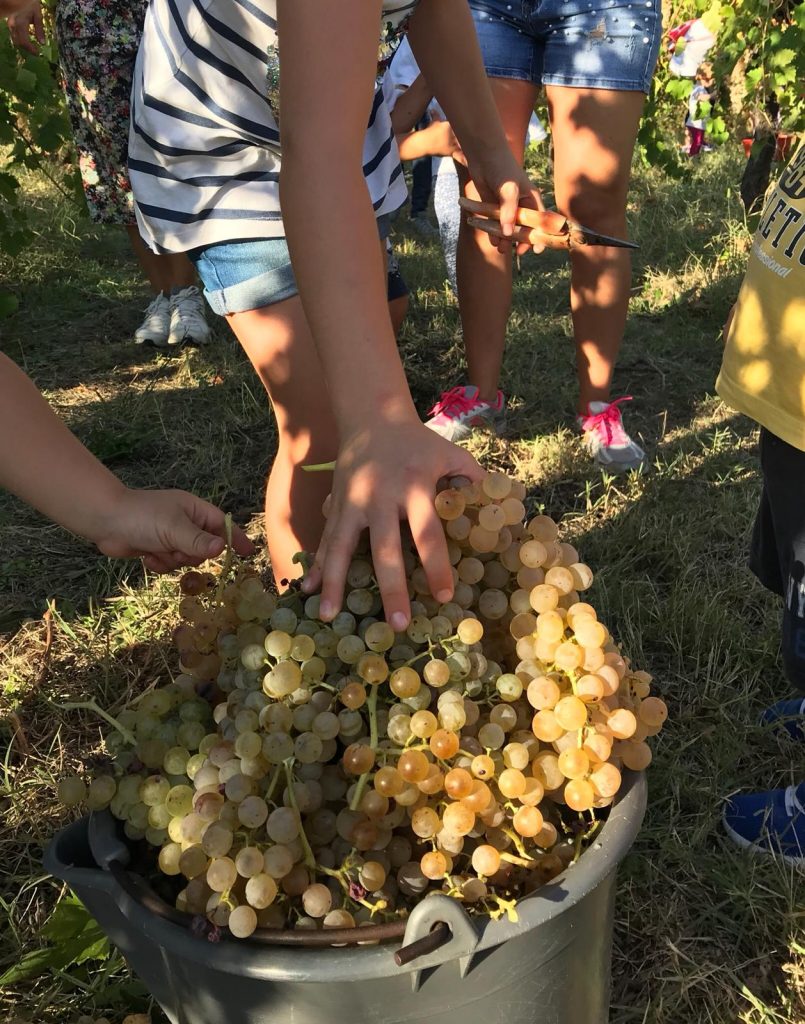 vendemmia_genitorifigli-11-805x1024