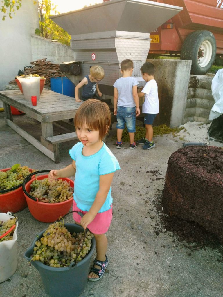 vendemmia_genitorifigli-5-768x1024