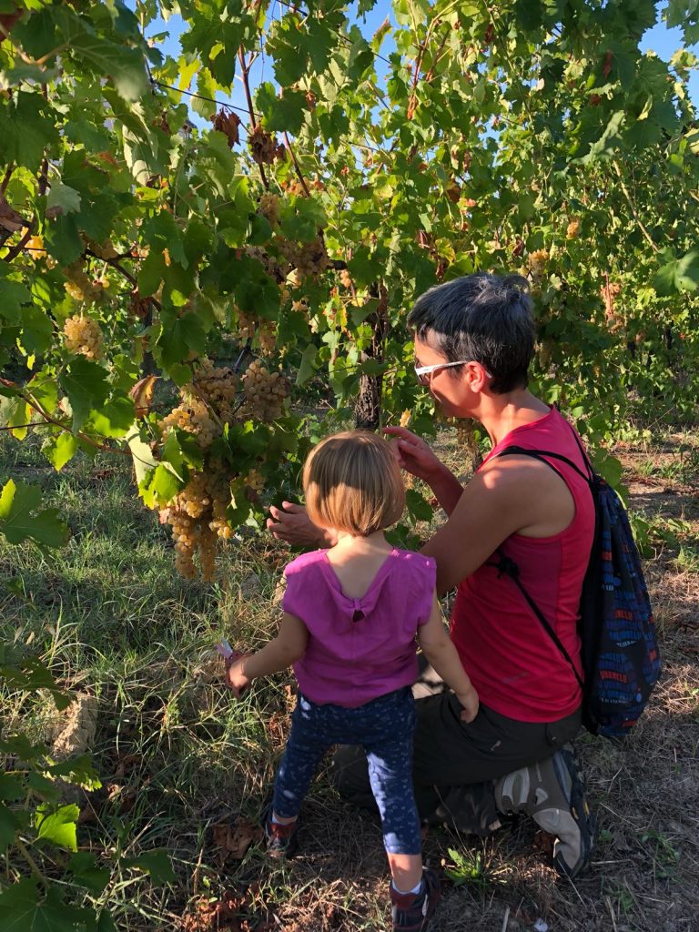 vendemmia_genitorifigli-8-768x1024