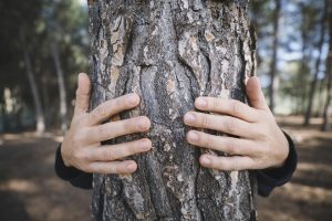 albero-ambiente-natura