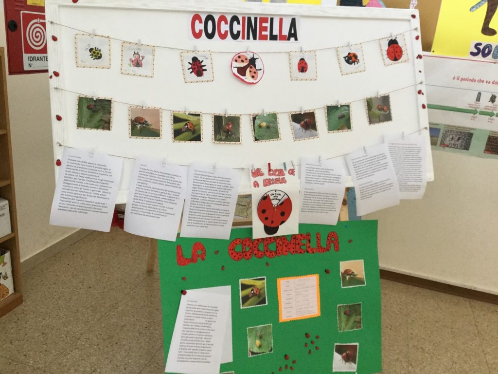 coccinella