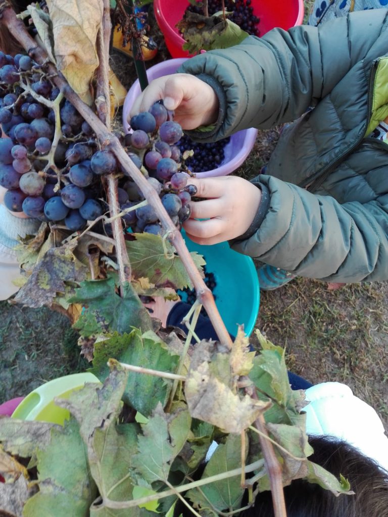 I-nanetti-birichini_vendemmia-7-768x1024