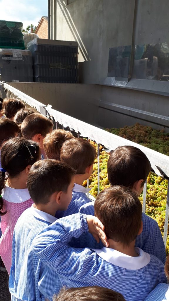 vendemmia-scuola-dell’infanzia-istituto-Mattei-Matelica-3-576x1024