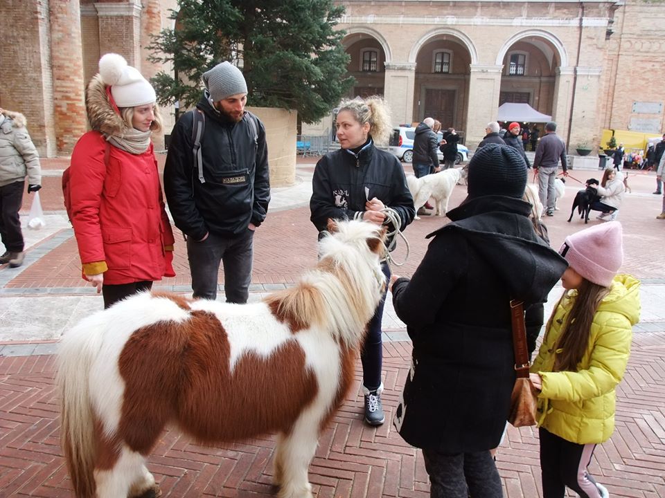 benedizione-animali-per-santantonio-recanati-11