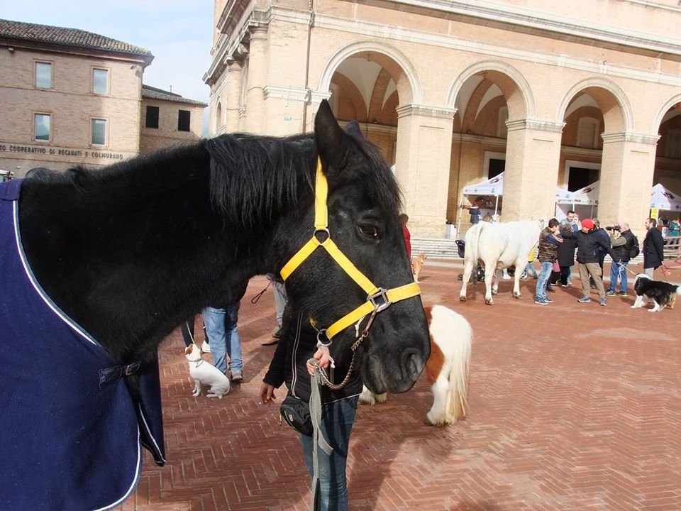 benedizione-animali-per-santantonio-recanati-15