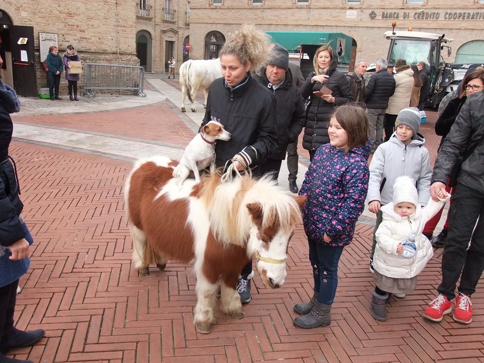 benedizione-animali-per-santantonio-recanati-3