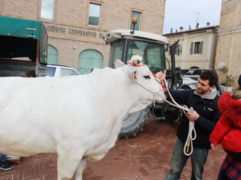 benedizione-animali-per-santantonio-recanati-5