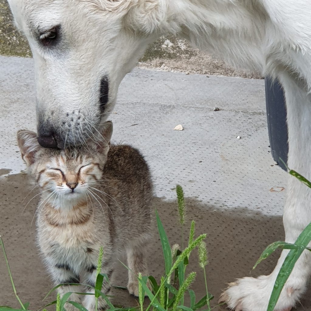 max_rocky_cane_gatto