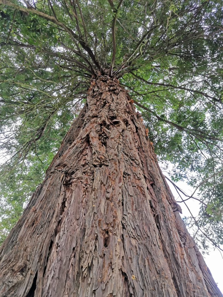 UNA-DELLE-SEQUOIE-DEL-PARCO-VILLA-LAURI