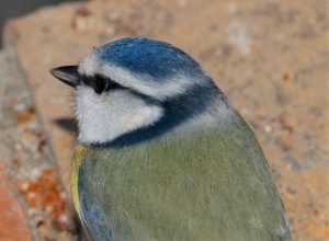 2-Cinciarella-Cyanistes-caeruleus-300x220