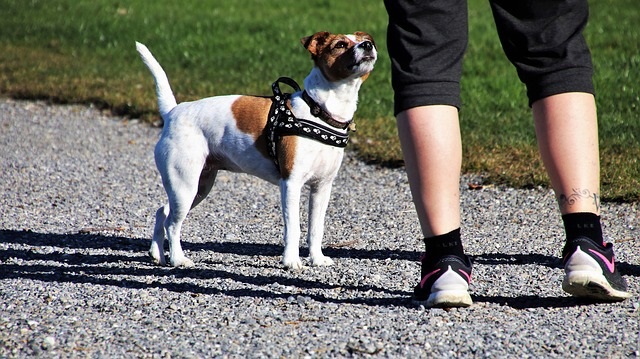 passeggiare-cane