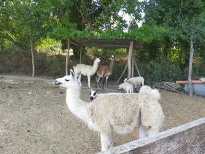 SANTA-PAOLINA-FARM-2021-2-300x225