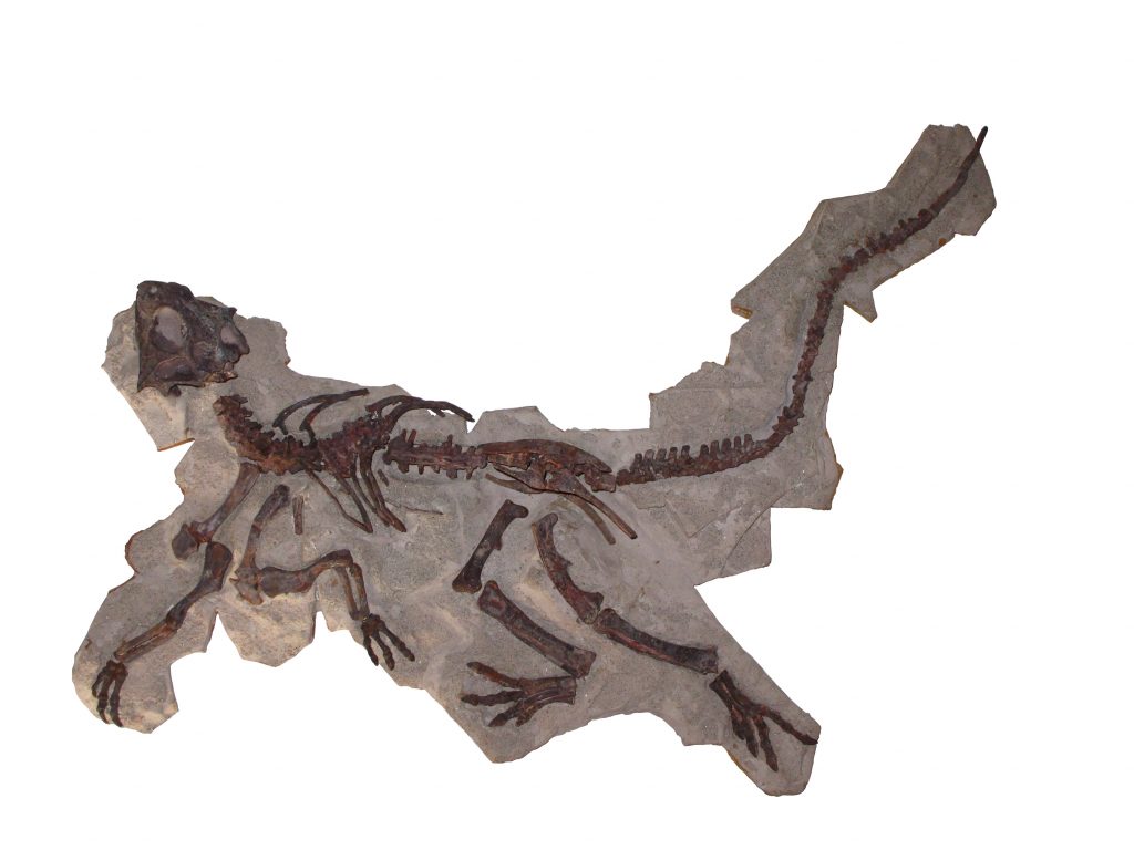 Scheletro-parziale-di-Psittacosaurus-mongoliensis-dinosauro-ornitischio-Cretaceo-inferiore-Mongolia.