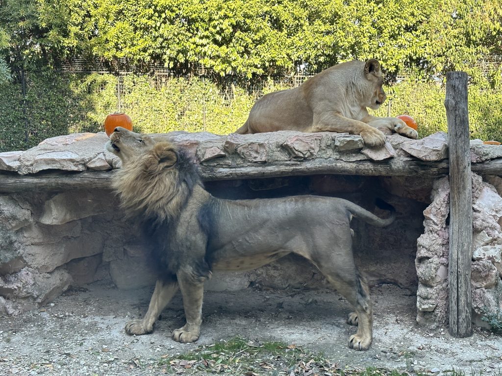 leone_leonessa-zucca_parco_zoo-1-1024x768