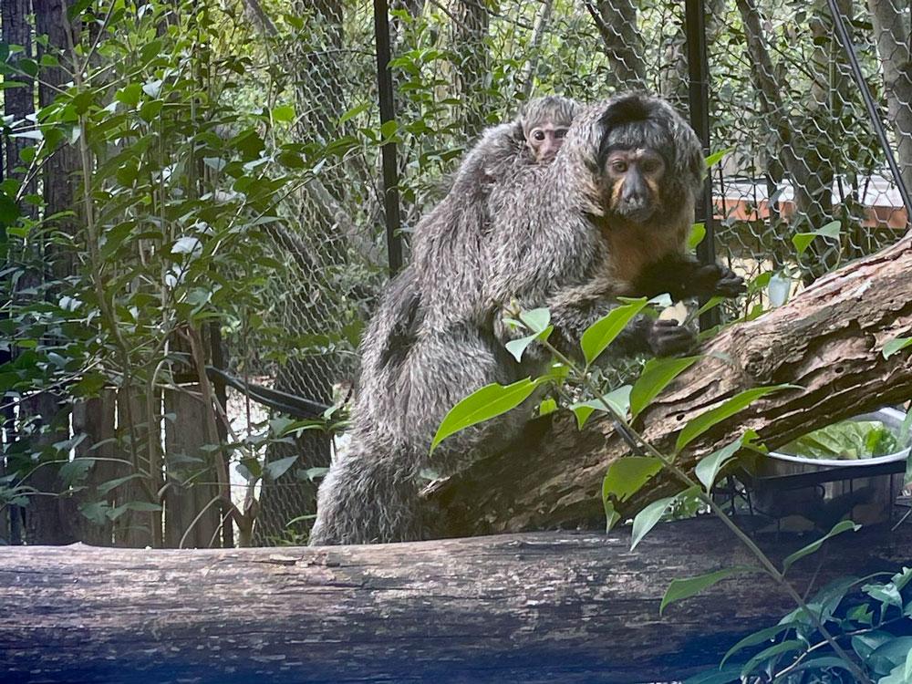 cucciolo_saki_con_mamma_Giselle_parco_zoo_Falconara