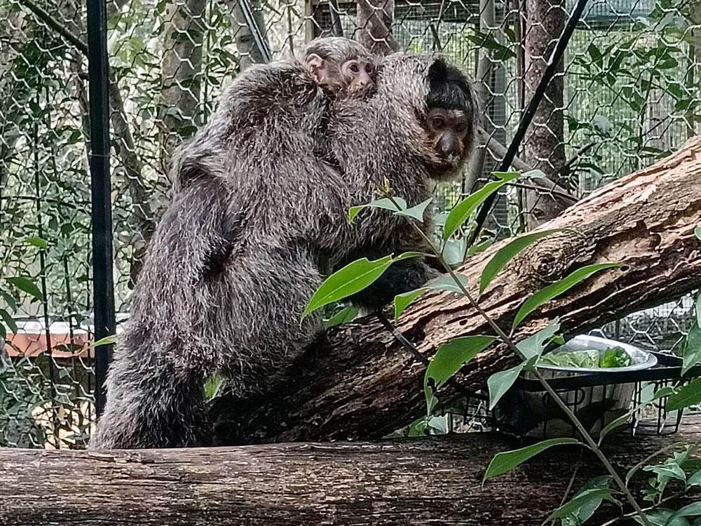 nascita_saki_parco_zoo_Falcoanra_febbraio_2025