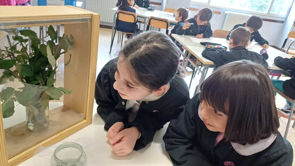 Gli-insetti-stecco-nel-loro-terrario-in-aula