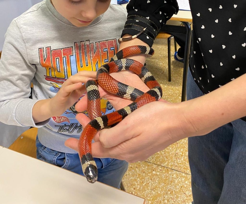 Il-serpente-finto-corallo-Lallo-mentre-nelle-mani-della-maestra-Erika